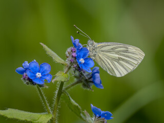 Green-veined White Butterfly Feeding on Forget-me-not