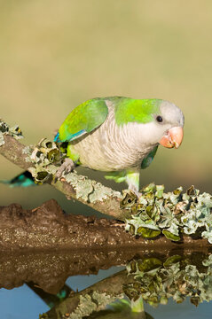 Parakeet perched on a branch of Calden , La Pampa, Patagonia, Argentina
