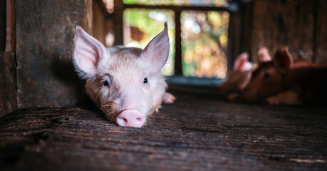 A portrait of a cute small piglet cute newborn flop on the pig farm with other piglets.Pig Breeding...