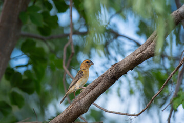 Asian golden weaver bird on tree branch.