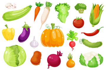 Various fresh vegetable. Healthy vegetarian food. Collection of pepper, pumpkin, carrot, mushroom, tomato, potato, corn. Vitamin diet, autumn harvest. Isolated on white background. Vector illustration
