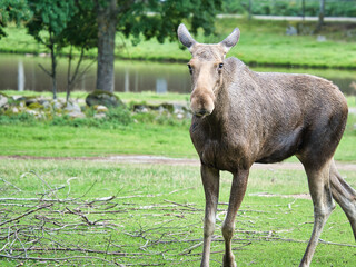 Naklejka na ściany i meble Moose cow in Scandinavia on a meadow. King of the forests in Sweden. Largest mammal