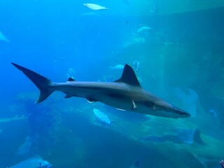 shark in the sea
