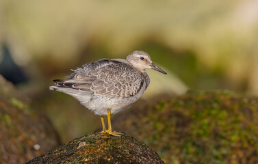 Red Knot - on the autumn migration way at a seashore