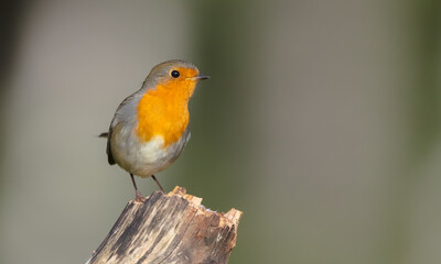 The European robin - at the wet forest in autumn
