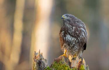 Common Buzzard in early spring at a wet forest