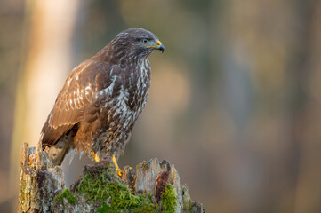 Common Buzzard in early spring at a wet forest