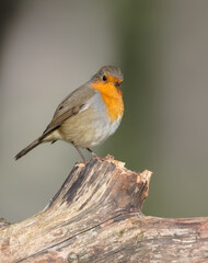 The European robin - at the wet forest in autumn