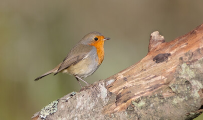 The European robin - at the wet forest in autumn