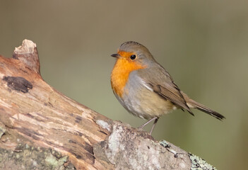 The European robin - at the wet forest in autumn