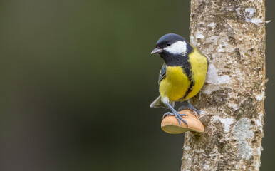 Great tit in autumn at a wet forest © Simonas