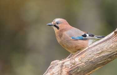 Eurasian Jay - in autumn  at the wet forest