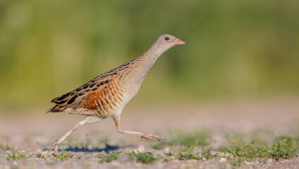 Corn crake - male bird at a meadow in the beginning of the summer