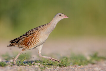 Corn crake - male bird at a meadow in the beginning of the summer