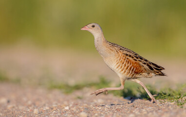 Corn crake - male bird at a meadow in the beginning of the summer