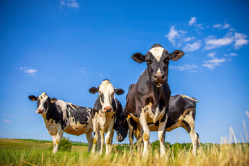 Troupeau de vache laitière noir et blanche au milieu des champs. - obrazy, fototapety, plakaty