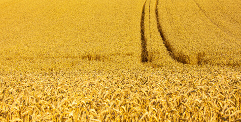Chemin au milieu des champs de blé doré en été. - 664958711