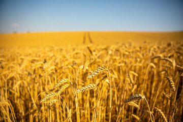 Champ et épi de blé jaune doré dans la campagne en été.