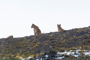 Puma  in mountain environment, Torres del Paine National Park, Patagonia, Chile.
