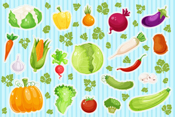 Stickers of various fresh vegetables with outlines. Healthy vegetarian food. Collection of pepper, pumpkin, carrot, mushroom, tomato, potato, corn. Vitamin diet, autumn harvest. Vector illustration