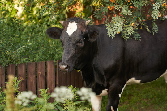 A black cow grazes near a fence with trees on a bright sunny day. Summer rural landscape close-up. High quality photo