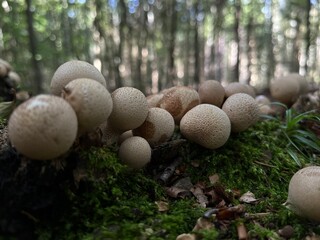Lycoperdon pyriforme Mushrooms