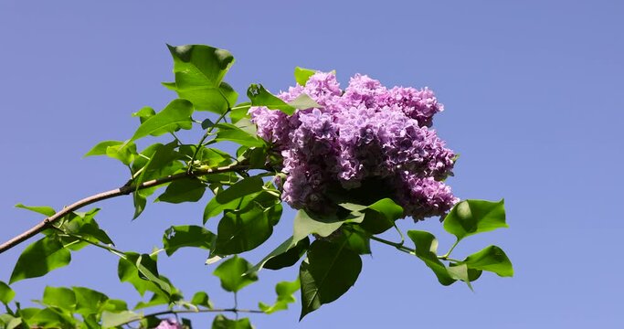 lilac trees during spring flowering , lilac flowers during flowering in spring park
