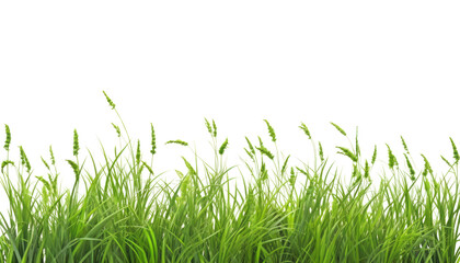Fototapeta premium green grass isolated on transparent background cutout