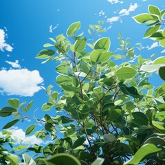 Obraz premium Fresh Green Leaves with Cloudy Blue Sky View