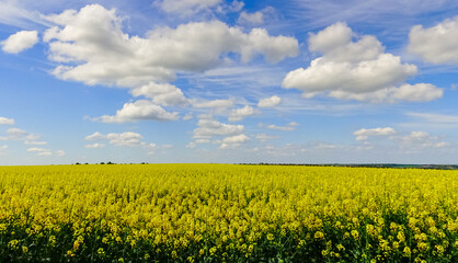 Obraz premium Oilseed rape, Rapeseed (Brassica napus), white clouds over a blooming rapeseed field