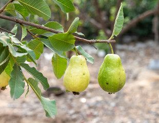 Guava ripe fruit hanging on a tree branch in the garden