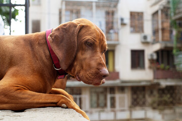 Two young red Vizsla dogs are watching with interest around from above a concrete wall among the houses of the city.