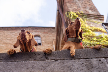 Two young red Vizsla dogs are watching with interest around from above a concrete wall among the buildings of the old city of Tbilisi