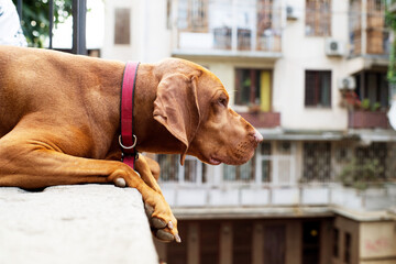 Two young red Vizsla dogs are watching with interest around from above a concrete wall among the houses of the city.