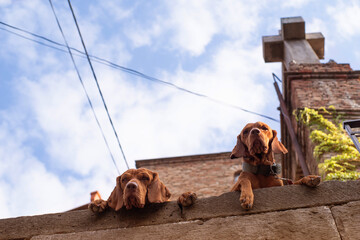 Two young red Vizsla dogs are watching with interest around from above a concrete wall among the buildings of the old city of Tbilisi