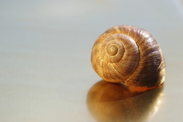 Closeup of an empty snail shell 