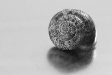 Closeup of an empty snail shell in black and white