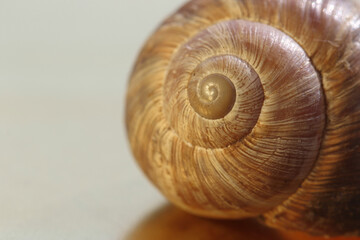 Closeup of an empty snail shell 
