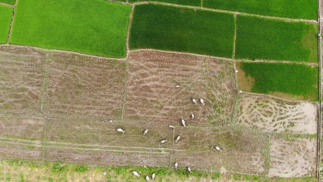 Water buffaloes grazing in the fields, aerial view