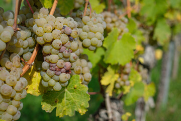 Ripe Riesling grapes at a vine plant close-up