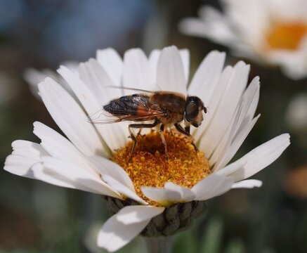 Schwebfliege auf Bl&uuml;te