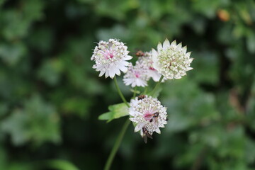 white flowers of the great masterwort visited by flies