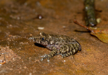 A beautiful Natal Cascade Frog (Hadromophryne natalensis) at the base of a waterfall in a forest