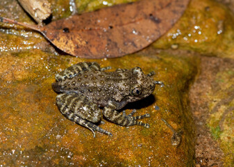 A beautiful Natal Cascade Frog (Hadromophryne natalensis) at the base of a waterfall in a forest