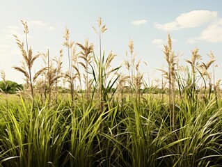 Fototapeta premium Prairies Grasses with Blue Sky View. Grass on Wild Field
