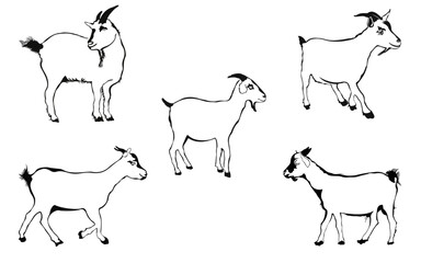 goat farm animals collection line drawing vector