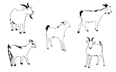 goat line drawing collection