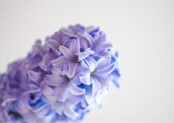 Purple fragrant hyacinth flower in full bloom.