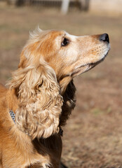 English American Cocker Spaniel on the walking area. Close-up portrait of a spaniel