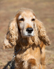 English American Cocker Spaniel on the walking area. Close-up portrait of a spaniel